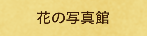 花の写真館ボタン