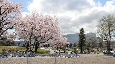 春「桜まつり」